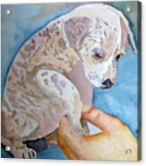 Puppy Shaking Hands Acrylic Print
