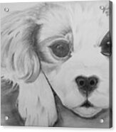 Puppy Sketch Acrylic Print