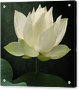 Pure Lotus Acrylic Print