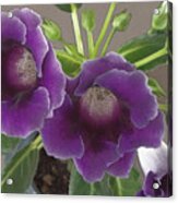 Purple African Violet Acrylic Print