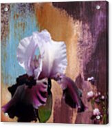 Purple And White Iris Acrylic Print