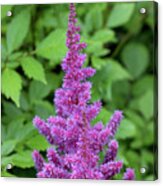 Purple Astilbe Flower Acrylic Print