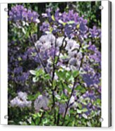 Purple Azaelas Acrylic Print