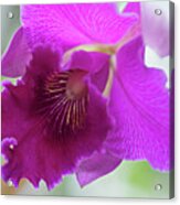 Purple Cattleya Orchid Macro Acrylic Print