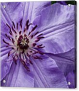Purple Clematis Blossom Acrylic Print