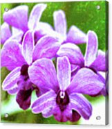 Purple Cluster Orchids Acrylic Print