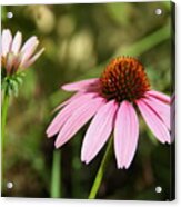 Purple Cone Flower Acrylic Print