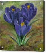 Purple Crocus Acrylic Print