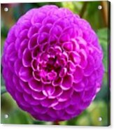 Purple Dahlia Acrylic Print