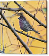 Purple Finch Bird Sitting On Tree Branch With Yellow Background Acrylic Print