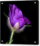 Purple Flowering Raspberry Acrylic Print