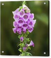 Purple Foxglove Flower Acrylic Print