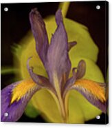 Purple Iris 2 Acrylic Print