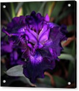 Purple Iris 5994 H_2 Acrylic Print