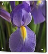 Purple Iris Acrylic Print