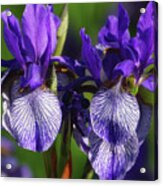 Purple Iris Doubled Acrylic Print