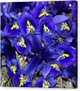 Purple Iris Acrylic Print