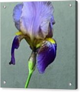 Purple Iris With Bud Acrylic Print