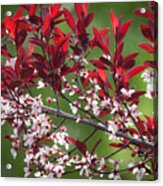 Purple Leaf Plum No. 3 Acrylic Print