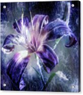 Purple Lily Flower Acrylic Print