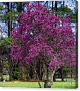 Purple Lily Magnolia Acrylic Print