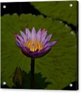 Purple Lotus Waterlily And Lily Pads Acrylic Print