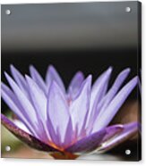 Purple Lotus With Bokkah Acrylic Print