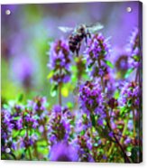 Purple Meadow Acrylic Print