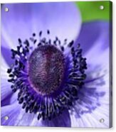 Purple Poppy Acrylic Print