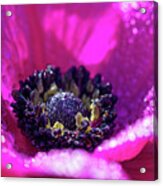 Purple Poppy Flower Acrylic Print