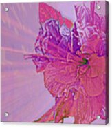 Purple Rays Of Happiness Acrylic Print