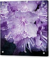 Purple Rhododendron Print Acrylic Print