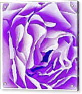 Purple Rose Acrylic Print