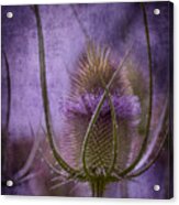 Purple Teasel Acrylic Print