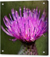 Purple Thistle Plant Print Acrylic Print