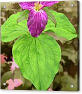 Purple Trillium Flower In The Blue Ridge Acrylic Print