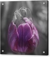 Purple Tulip Partial Color Acrylic Print