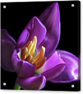 Purple Tulip. Acrylic Print