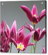 Purple Tulips Acrylic Print