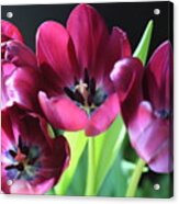 Magenta Tulips Acrylic Print