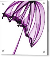 Purple Umbrella Acrylic Print