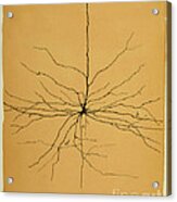 Pyramidal Cell In Cerebral Cortex, Cajal Acrylic Print