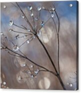 Queen Anne's Ice Acrylic Print