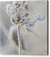 Queen Anne's Lace Covered In Frost Acrylic Print