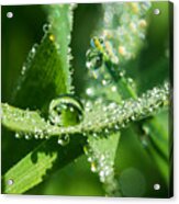 Queen Of The Water Droplets Acrylic Print