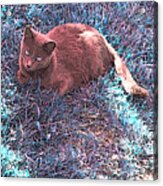 Quiet Cat Acrylic Print