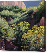 Rabbit Brush Acrylic Print