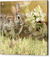 Eastern Cottontail Rabbit In Grass Acrylic Print
