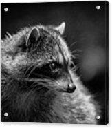 Raccoon 3 Acrylic Print