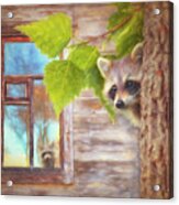 Raccoon Lookout Acrylic Print